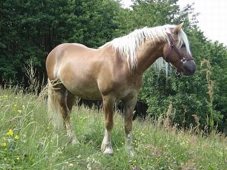 Haflinger Loreska billede 11