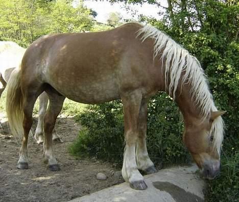 Haflinger Loreska billede 12