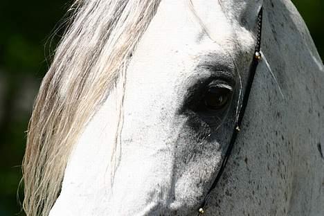 Arabisk fuldblod (OX) Wisdom El Masran (R.I.P.) - Wisdom juli 2005 foto: Cautzar Arabians billede 9