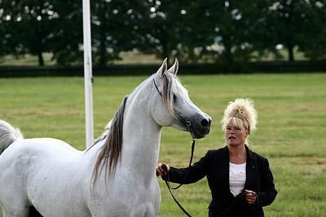 Arabisk fuldblod (OX) Wisdom El Masran (R.I.P.) - Wisdom & Marianne på show i Sverige juli 2005 foto: Cautzar Arabians billede 10