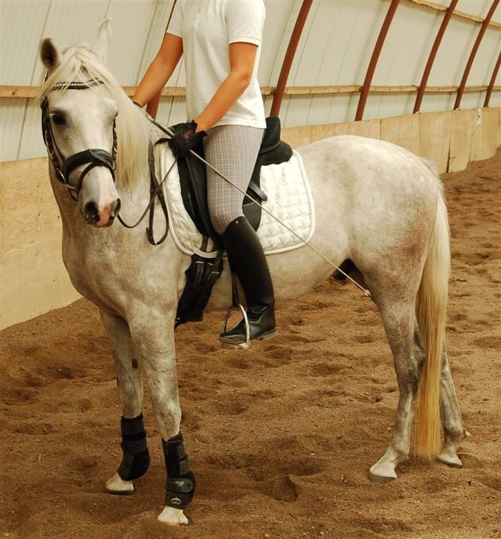 Arabisk fuldblod (OX) Wanero OX 4142 *SOLGT* - 31.07.09 - redet i 3 mdr. billede 12