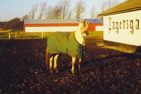 Fjordhest MUNKHAVENS CILLA billede 15