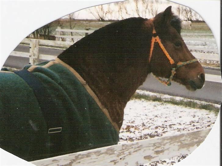 Gotlandsruss Daisy *RIP* :´o( - Vinter 92/93 Daisy med hende fine homemade grime! billede 10