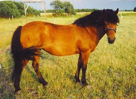 Gotlandsruss Daisy *RIP* :´o( - Smukke pony! sommer 94 billede 12