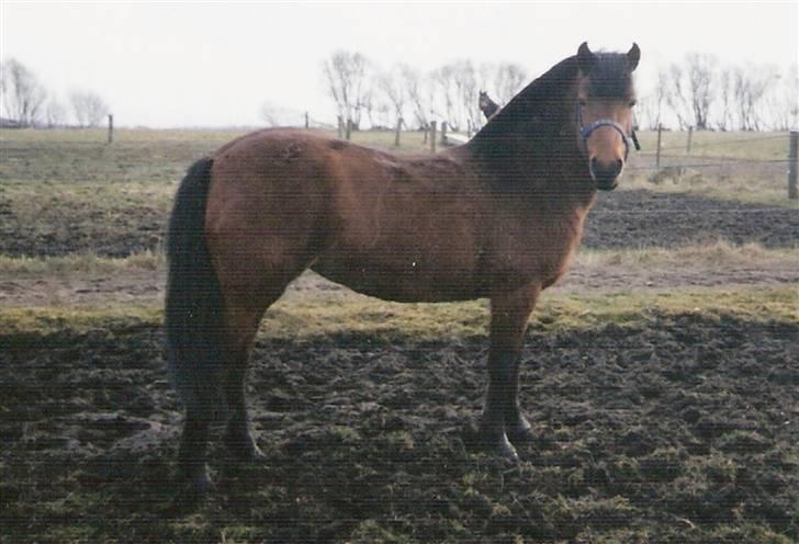 Gotlandsruss Daisy *RIP* :´o( - Efterår 93. Søde lille pony! billede 13