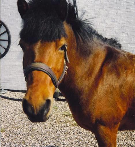 Gotlandsruss Daisy *RIP* :´o( - sommer 93 billede 15