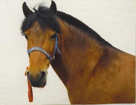 Gotlandsruss Daisy *RIP* :´o( - sommer 93 billede 16