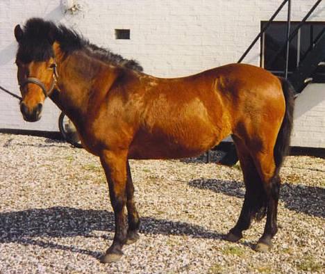 Gotlandsruss Daisy *RIP* :´o( - sommer 93 billede 17