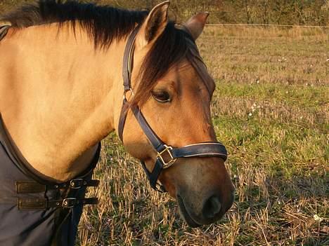 Anden særlig race #Basse#  - Bette Basse står og kigger efter de andre billede 12