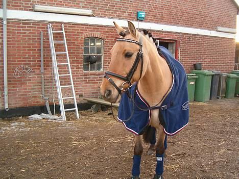 Anden særlig race #Basse#  - Basse<3 billede 15