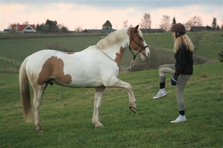 Anden særlig race Joe - hvil i fred - På gården (: billede 16