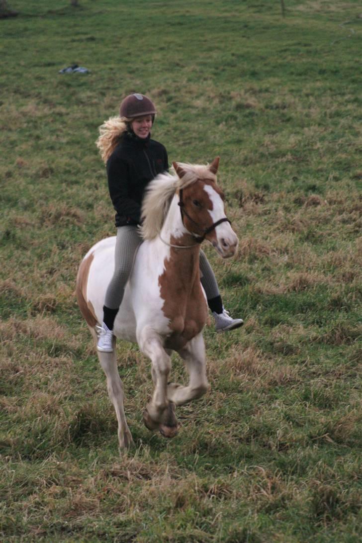 Anden særlig race Joe - hvil i fred - En meget glad hest... Lidt for glad :D billede 17