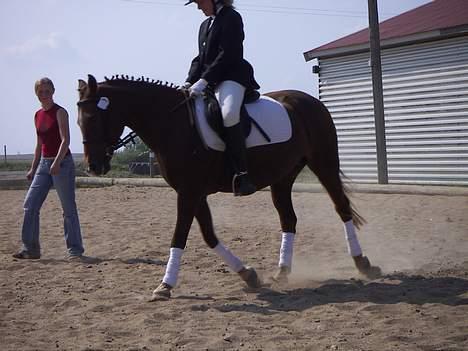 New Forest Cindy - Cindy og Vivi til områdemesterskaber i dressur på opvarmningsbanen. 2005 billede 12