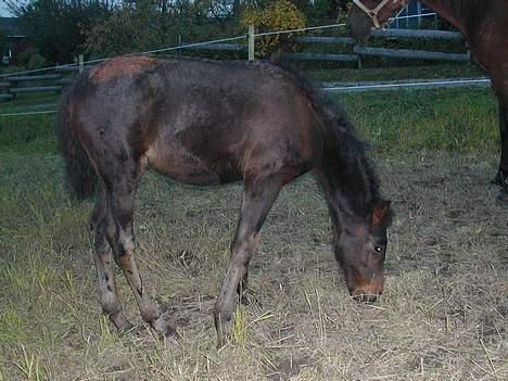 Traver No Surprice M(vesla)død billede 7