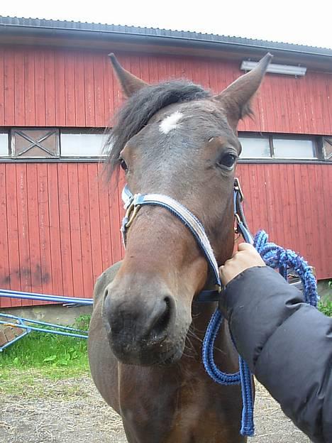 Traver No Surprice M(vesla)død - hmmz..jeg er ikke bølle nu:o) billede 8