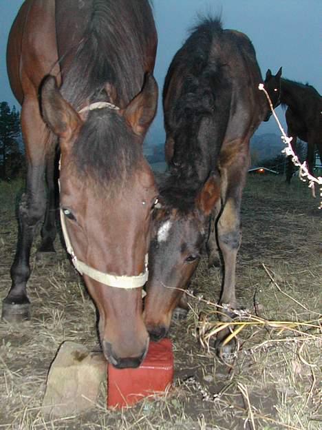 Traver No Surprice M(vesla)død - jeg skal hjelpe deg jeg mamma billede 9