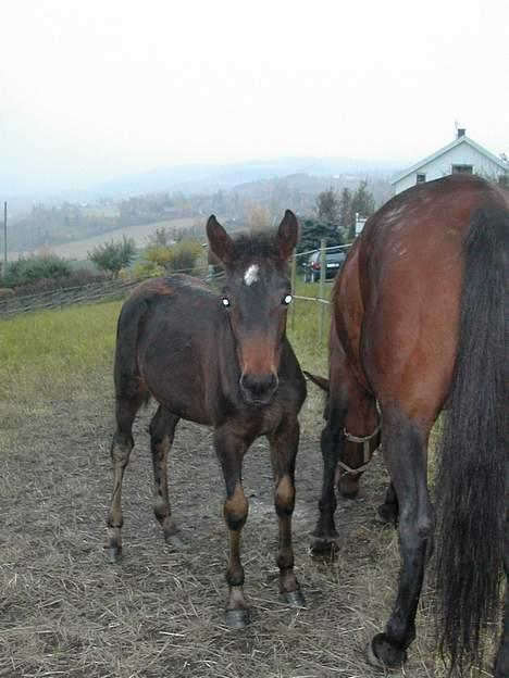 Traver No Surprice M(vesla)død - se hvor mørk jeg er blevet billede 11
