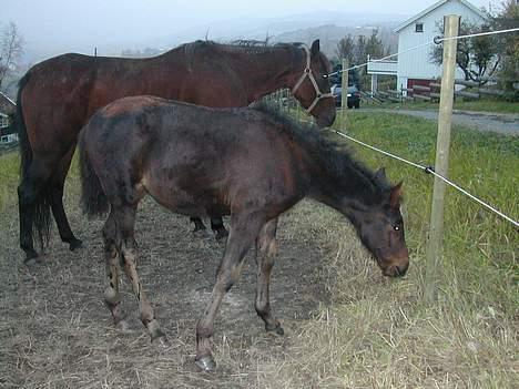 Traver No Surprice M(vesla)død - hva er det der for noe da?? billede 13