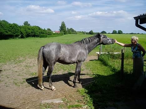New Forest Moonlight - Her snakker vi lige lidt med mor billede 1