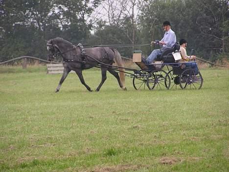 New Forest Moonlight - Til hans første træningsstævne, fik en 3. plads, min far er kusk billede 2