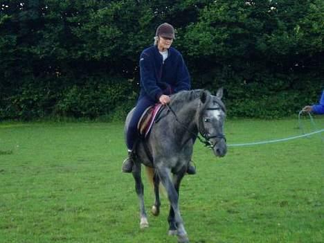 New Forest Moonlight - Første gang med rytter, ingen bukkespring billede 3