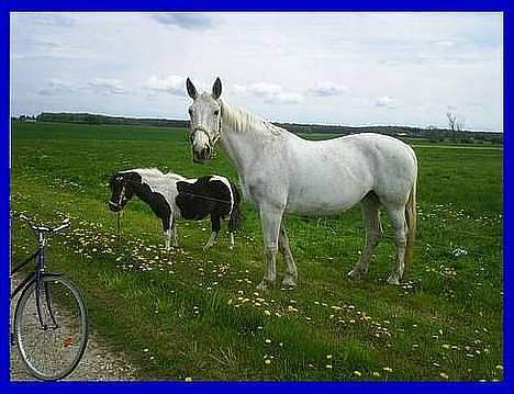 Shetlænder Jojo. - her er jeg på fold sammen med anne billede 9