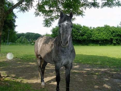 New Forest Moonlight - Skal jeg blive ved med at stå sådan billede 4