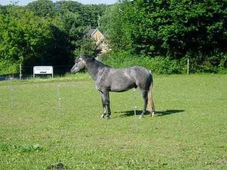 New Forest Moonlight - Har fået øje på naboens hest billede 5