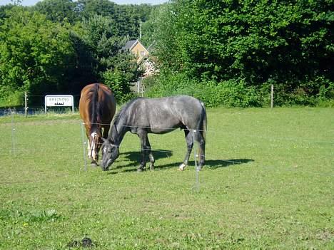 New Forest Moonlight - Ronnislaw er nu god nok, selv om han er ved at være gammel billede 6