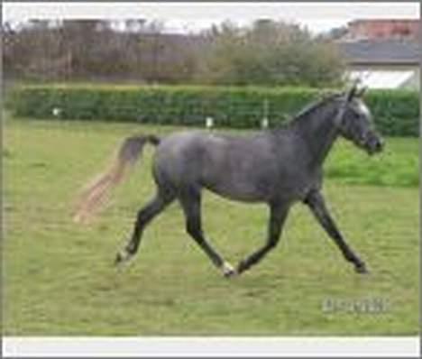 New Forest Moonlight - 2 år, lige før vi købte ham, er desværre ikke så godt billede 7