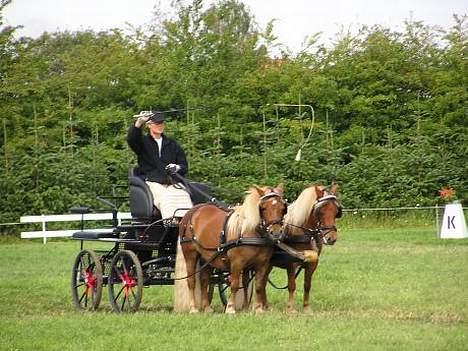 Shetlænder Overgårsmindes Assam - Til shetlænderstævne i Revsø. Det er Assam til højre billede 1