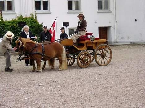 Shetlænder Overgårsmindes Assam - Til DM 2005, på Kærsgård, Assam tættest på billede 2