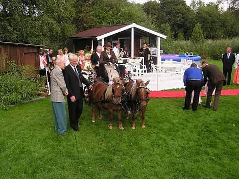 Shetlænder Overgårsmindes Assam - Til mosters bryllup, Assam til venstre billede 3