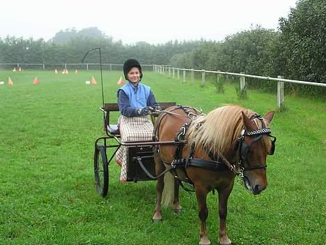 Shetlænder Overgårsmindes Assam - Assam til kørestævne i revsø med min bonusdatter billede 5