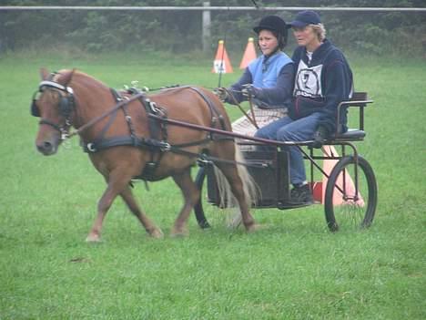 Shetlænder Overgårsmindes Assam - Første stævne for min bonusdatter billede 6