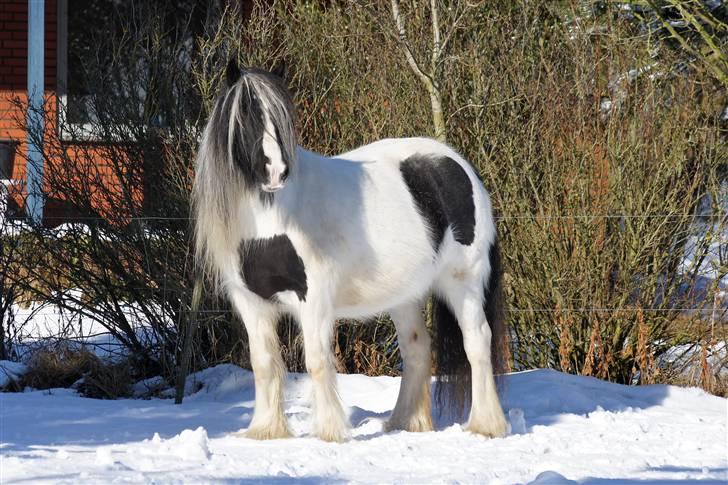 Tinker Klittens Katinka billede 14