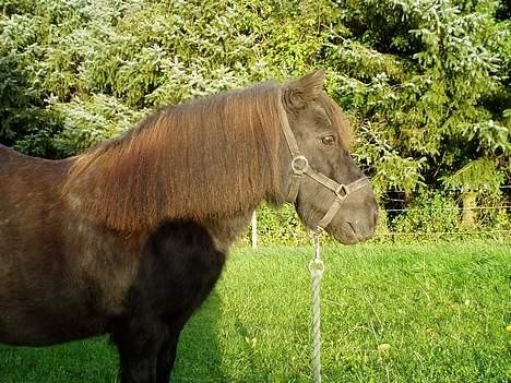 Shetlænder Mimmi - Sys det her er godt.. :D billede 2