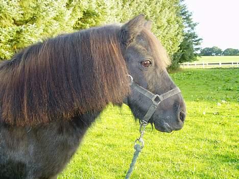 Shetlænder Mimmi - Det her er os pænt.. :D  billede 3