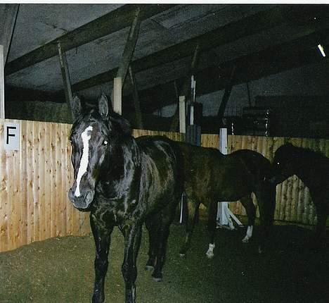 Dansk Varmblod Montana Engholm - Tana efter en gang løsspringning  billede 1