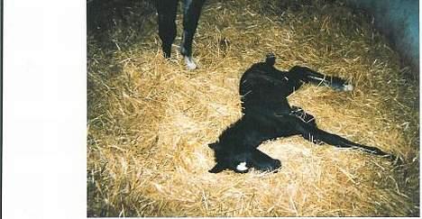 New Forest Moonlight - Åh hvor er vi træt, ca 1 dag gammel, har fået billedet af avleren billede 8