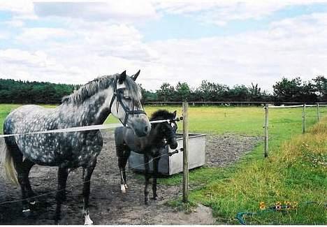 New Forest Moonlight - Her er vi med mor på fold billede 9