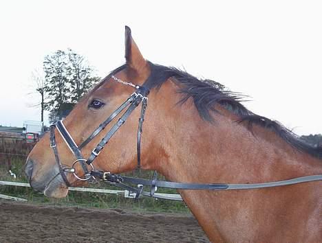 Anden særlig race Queen Of Shéba  - Sheba har fået øje på nogle meget farlige får.... billede 8