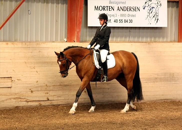 Anden særlig race Queen Of Shéba  - Sommer stævne på ÅRSK 09 :)  billede 11
