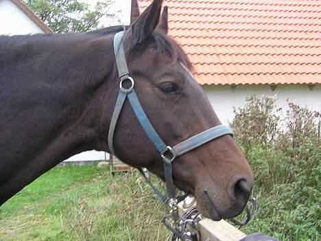 Anden særlig race Unik *DØD*  - Niksa..;P billede 6