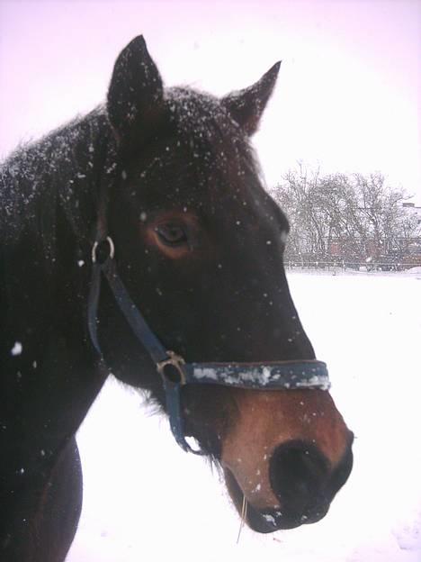 Anden særlig race Prinz SOLGT - Prinz i sneen <33 billede 1