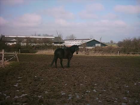 Anden særlig race Prinz SOLGT billede 2