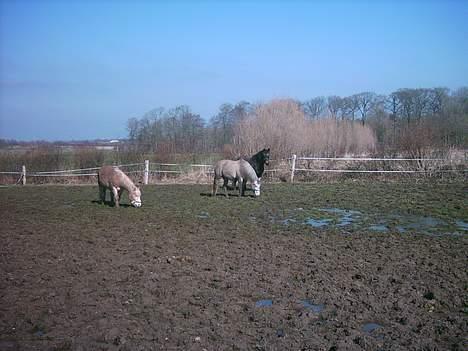 Anden særlig race Prinz SOLGT billede 3