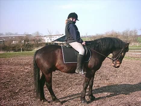 Anden særlig race Prinz SOLGT billede 4