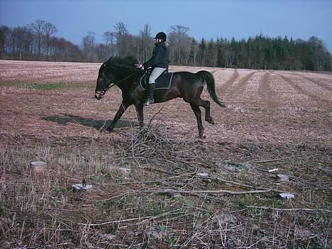 Anden særlig race Prinz SOLGT billede 5