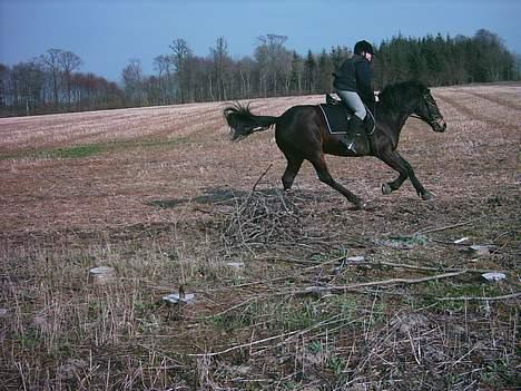 Anden særlig race Prinz SOLGT billede 6